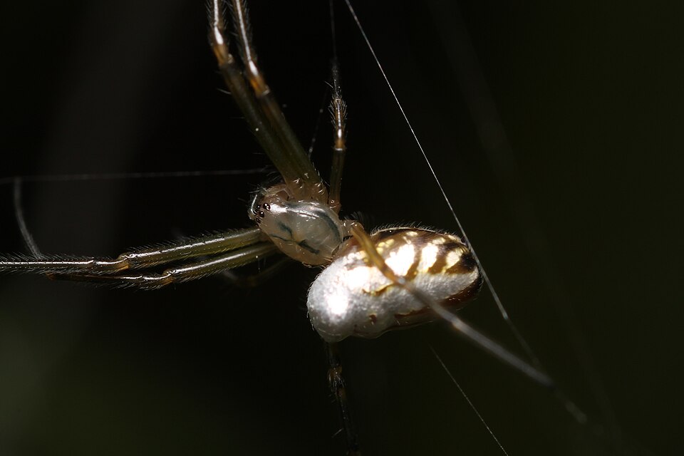 Photo of Silver orb spider