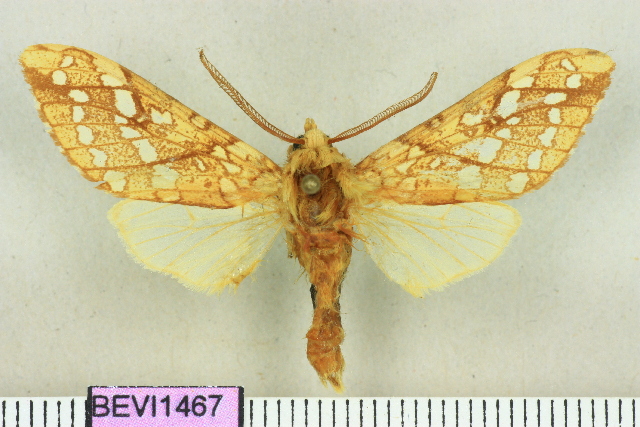 Photo of Silver-spotted tiger moth