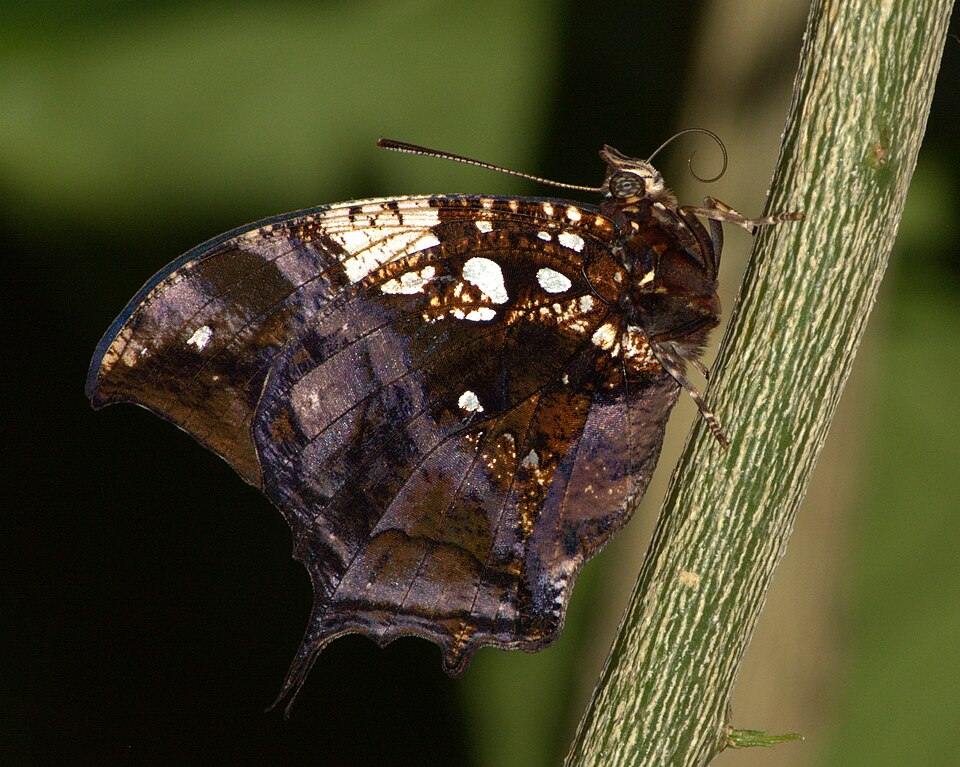 Photo of Silver-studded leafwing