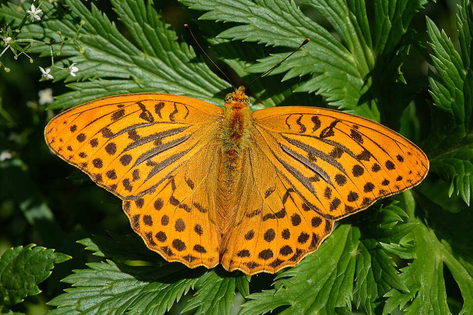 Photo of Silver-washed fritillary