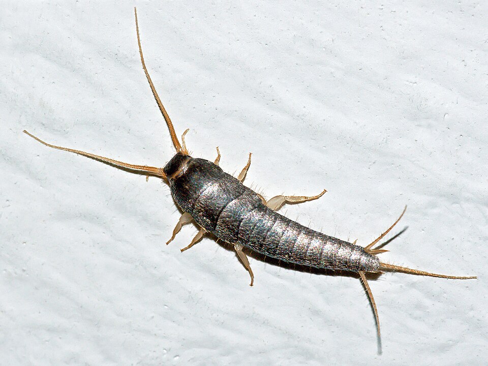 Photo of Silverfish