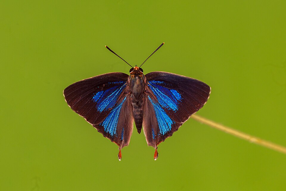 Photo of Silverstreak blue