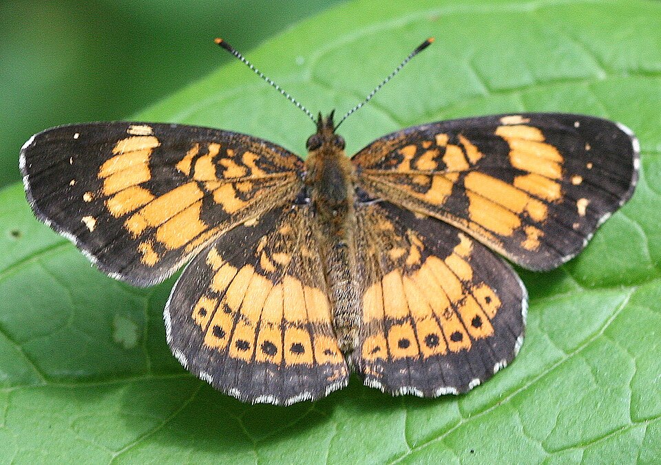 Photo of Silvery checkerspot