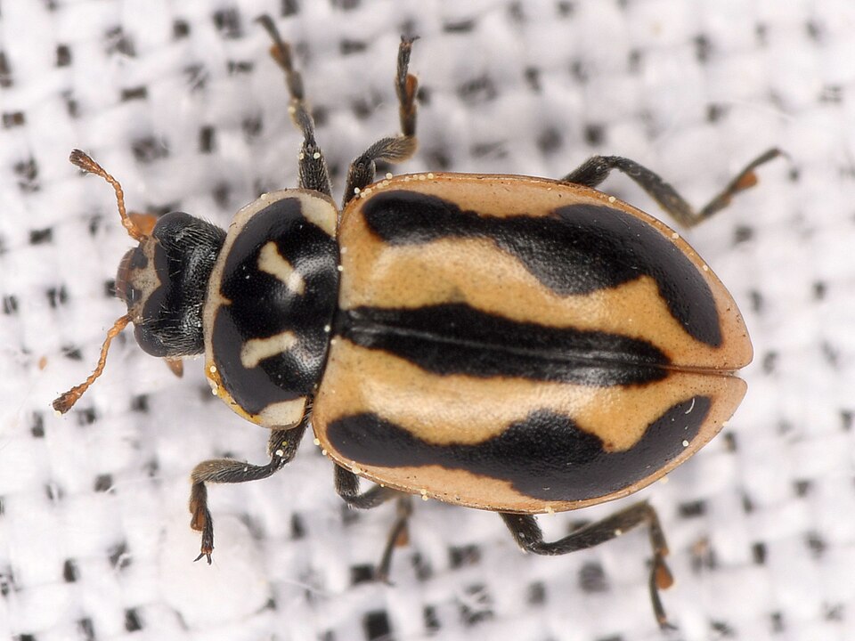 Photo of Sinuate lady beetle