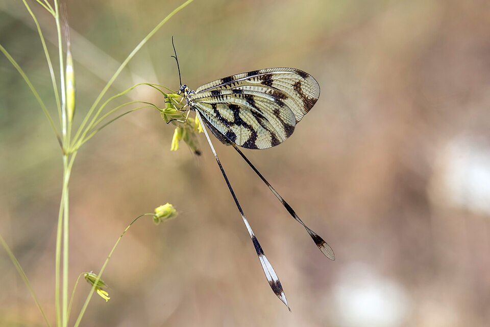 Photo of Sinuated spoonwing