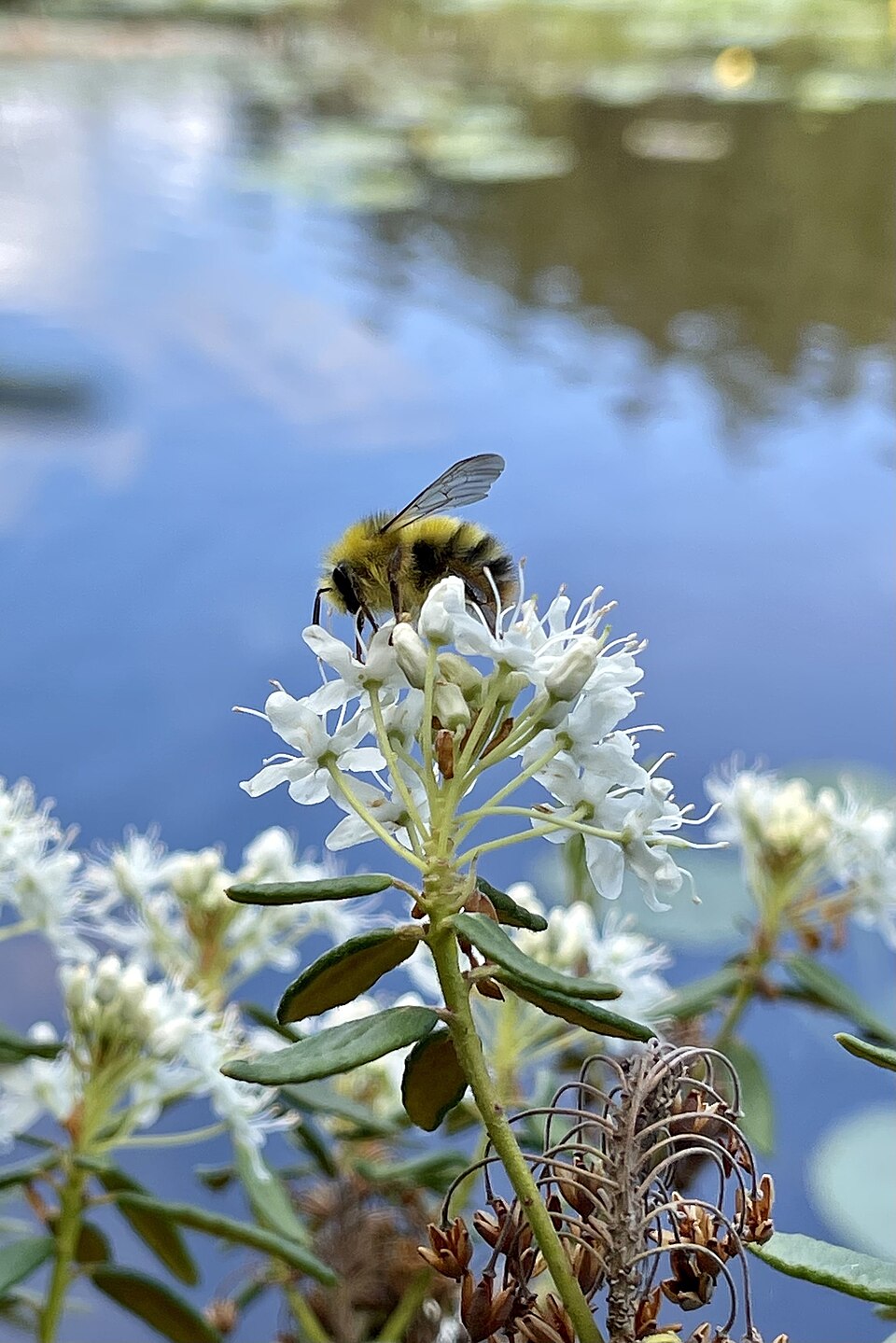Photo of Sitka bumble bee