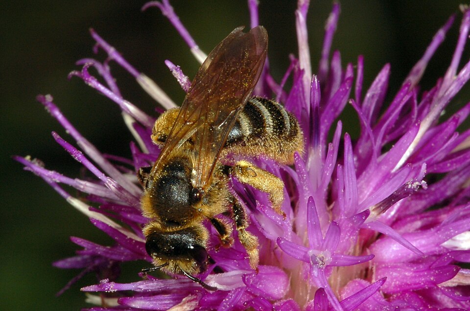 Photo of Six-banded sweat bee