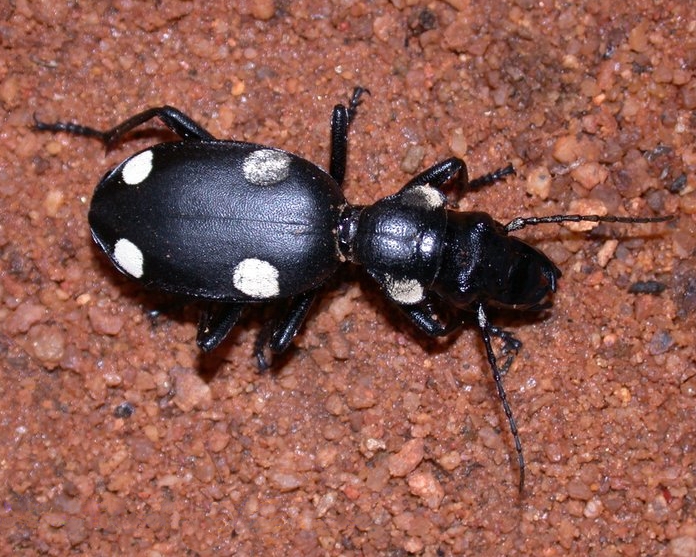 Photo of Six-spot ground beetle