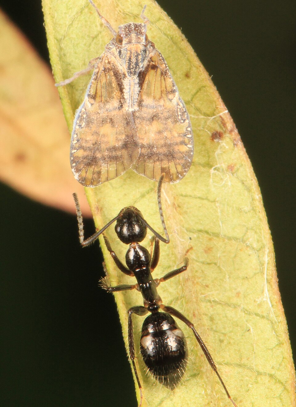 Photo of Six-spotted carpenter ant