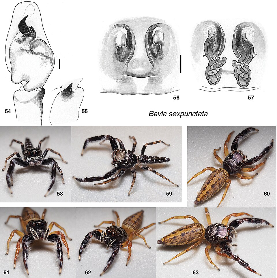 Photo of Six-spotted jumping spider