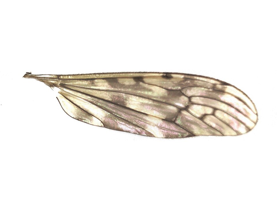 Photo of Sixspot cranefly
