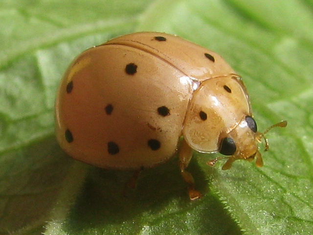 Photo of Sixteen-spotted lady beetle