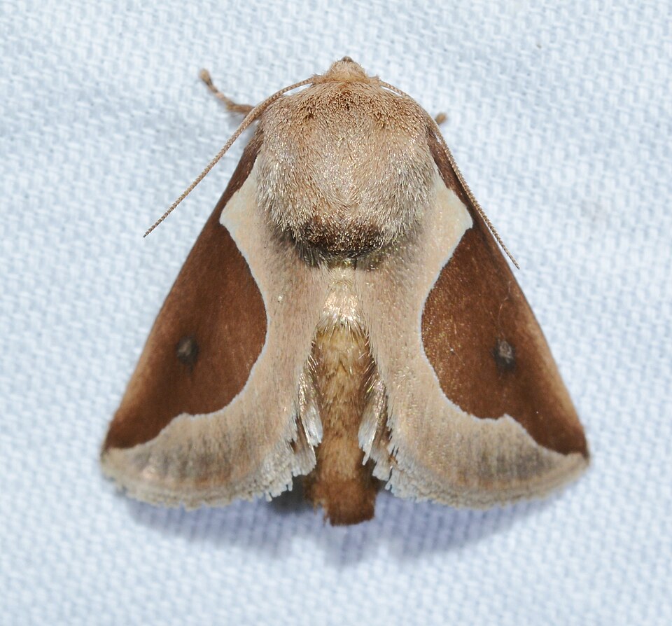 Photo of Skiff moth