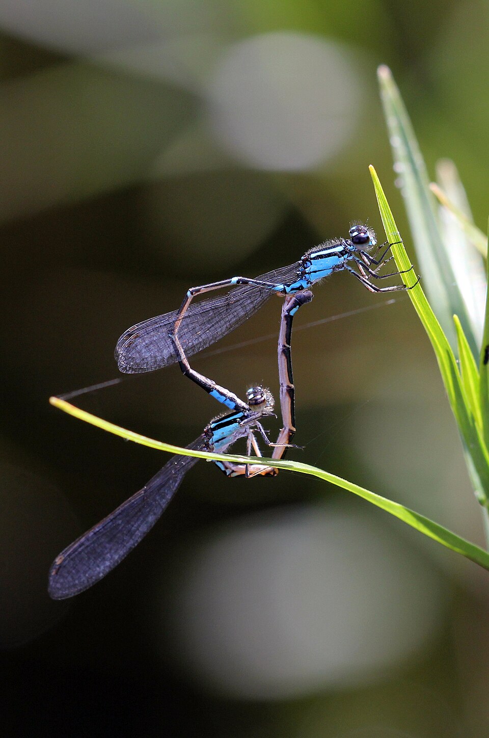 Photo of Skimming bluet