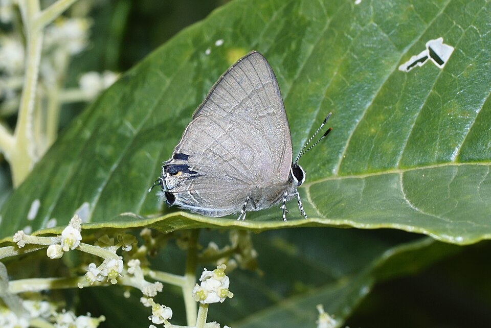 Photo of Slate flash