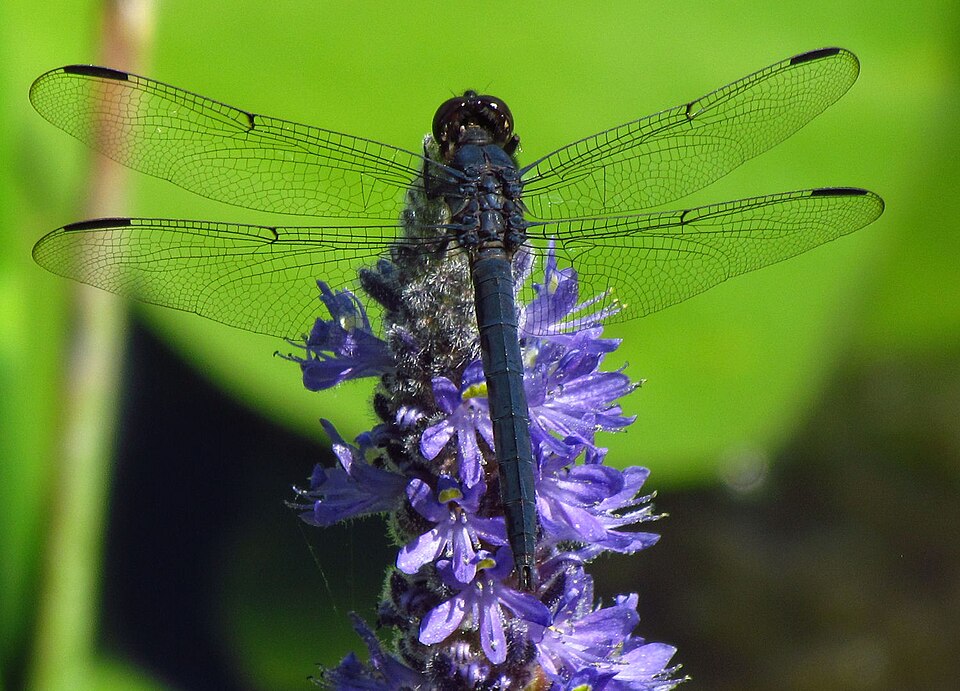 Photo of Slaty skimmer