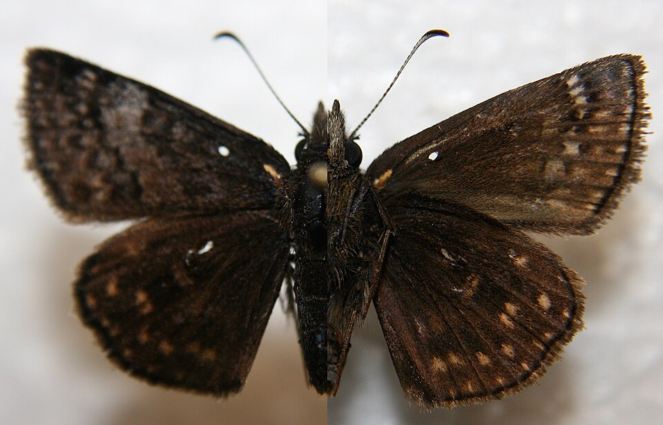 Photo of Sleepy duskywing