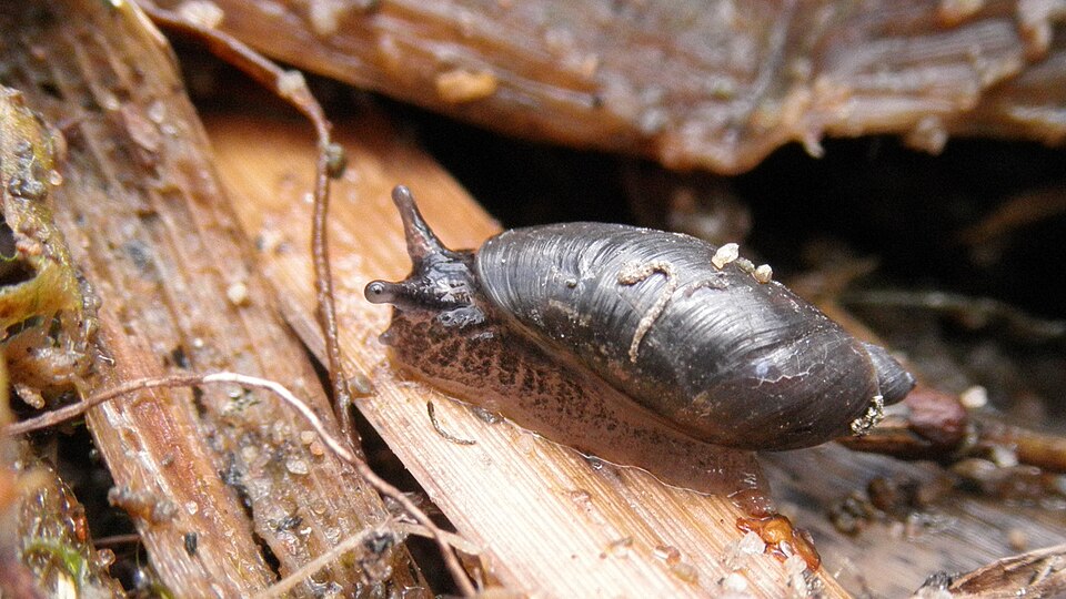 Photo of Slender amber snail