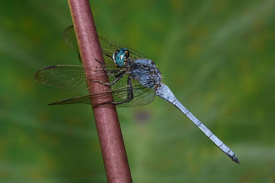 Photo of Slender blue skimmer