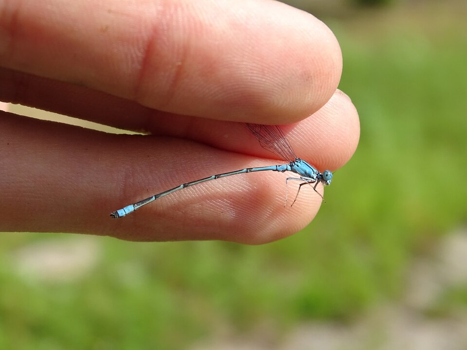 Photo of Slender bluet