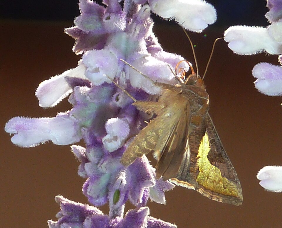 Photo of Slender burnished brass