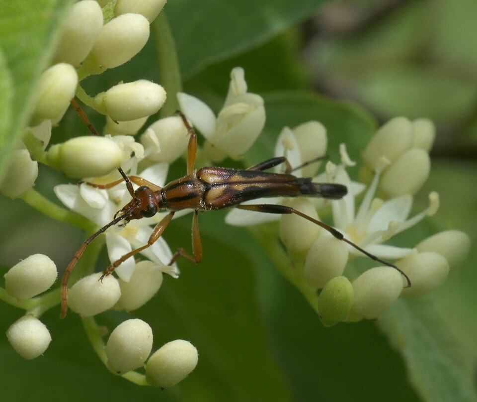 Photo of Slender flower longhorn beetle