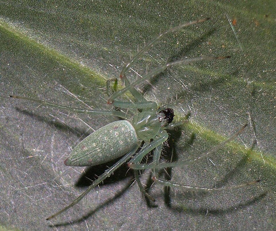 Photo of Slender green orbweaver