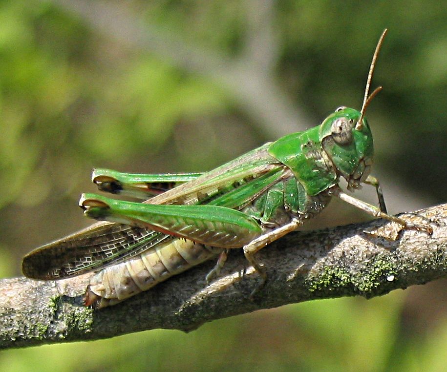 Photo of Slender green-winged grasshopper