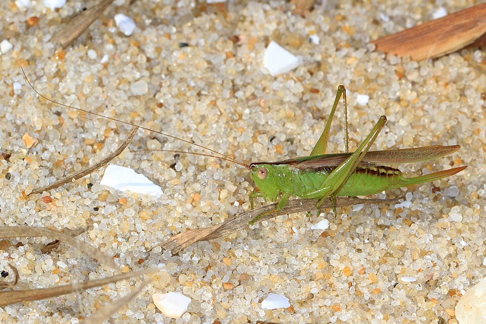 Photo of Slender meadow katydid