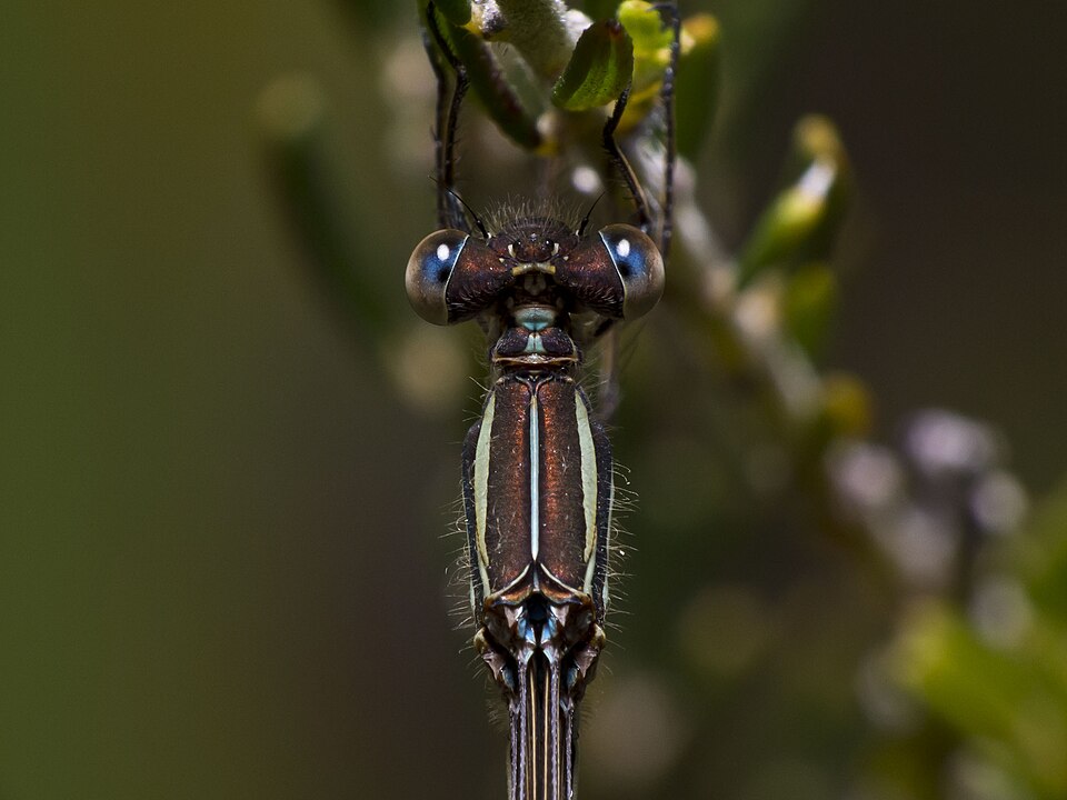 Photo of Slender ringtail