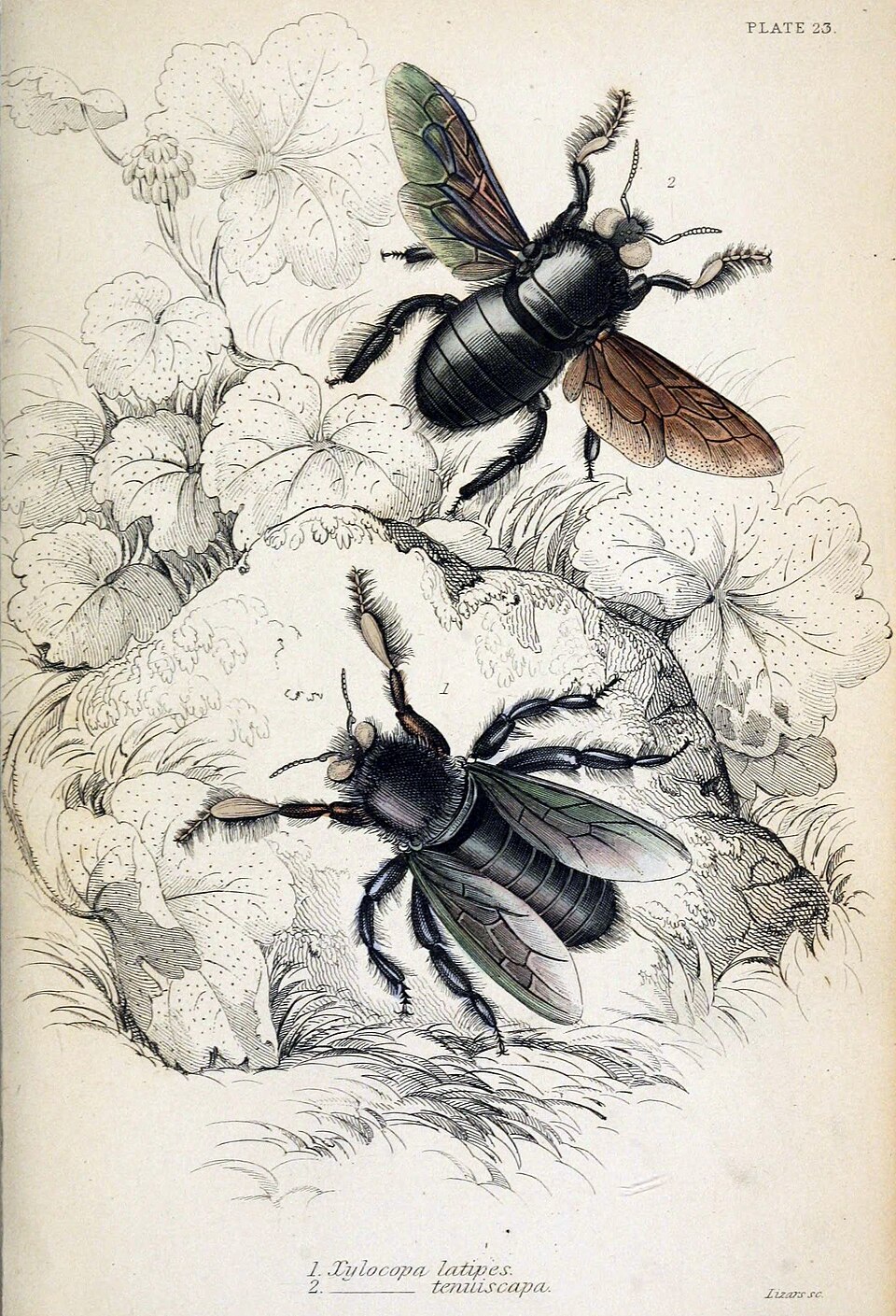 Photo of Slender-scaped carpenter bee