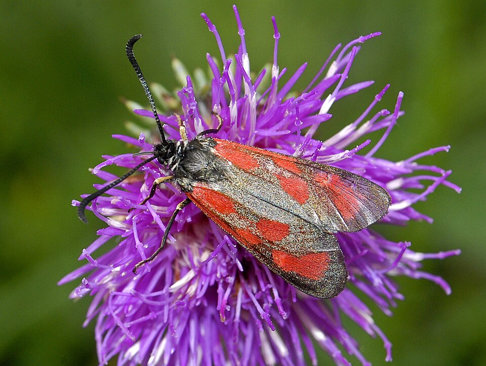 Photo of Slender Scotch burnet