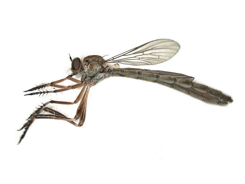 Photo of Slender striped robberfly