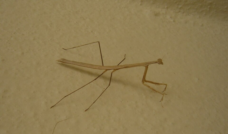 Photo of Slim Mexican mantis