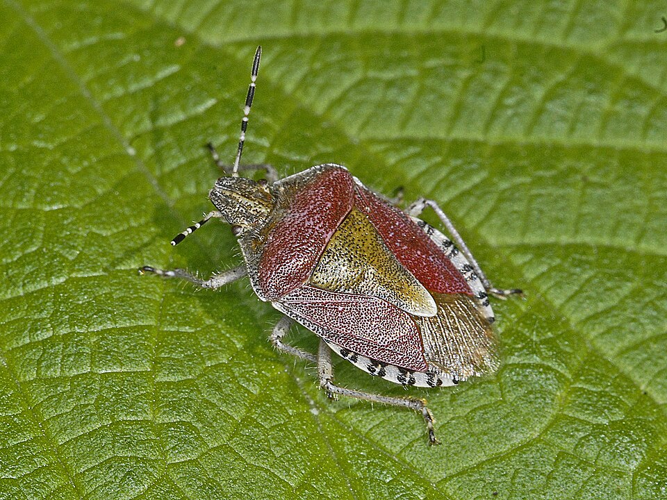 Photo of Marjalutikas