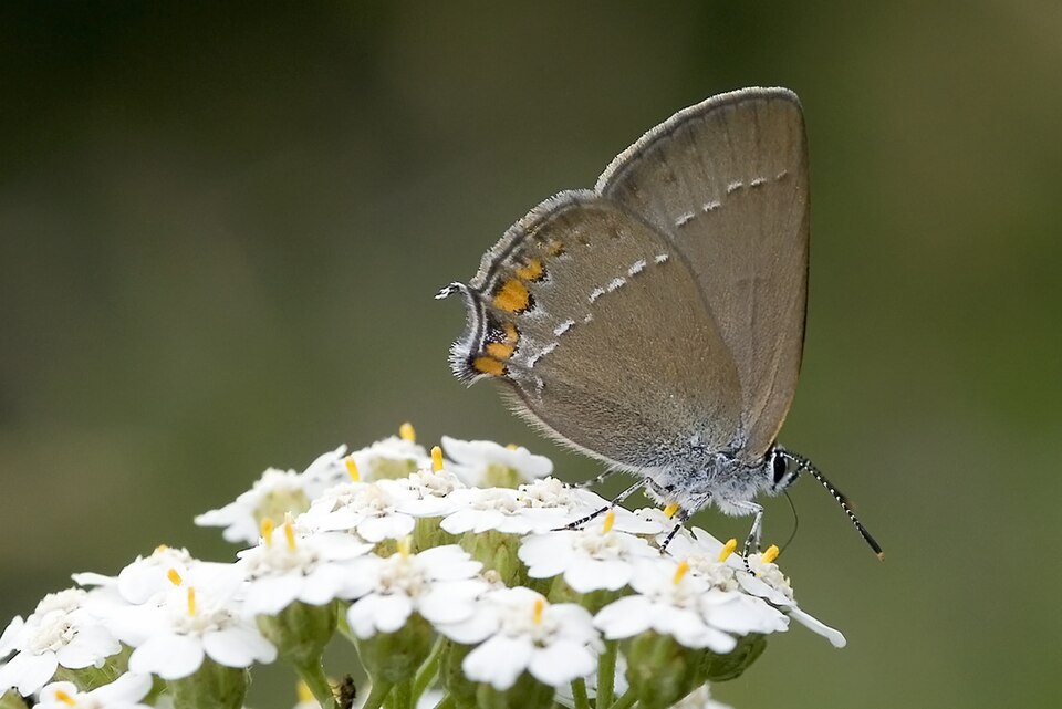 Photo of Sloe hairstreak