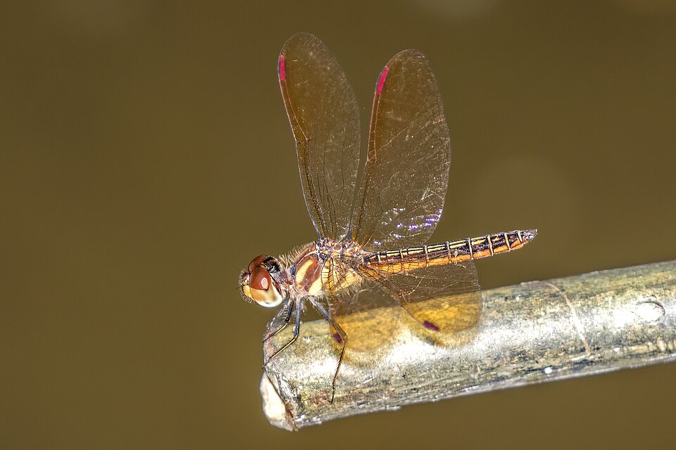 Photo of Slough amberwing