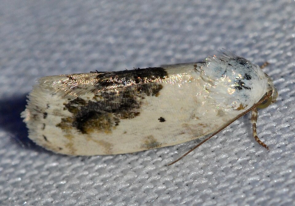 Photo of Small bird-dropping moth