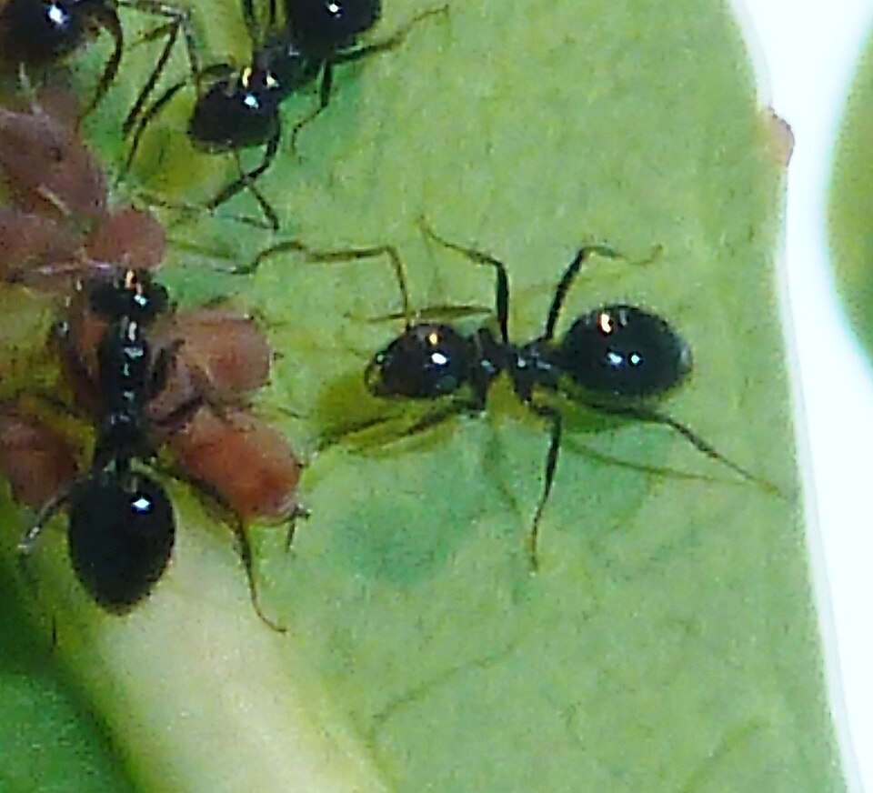 Photo of Small black sugar ant