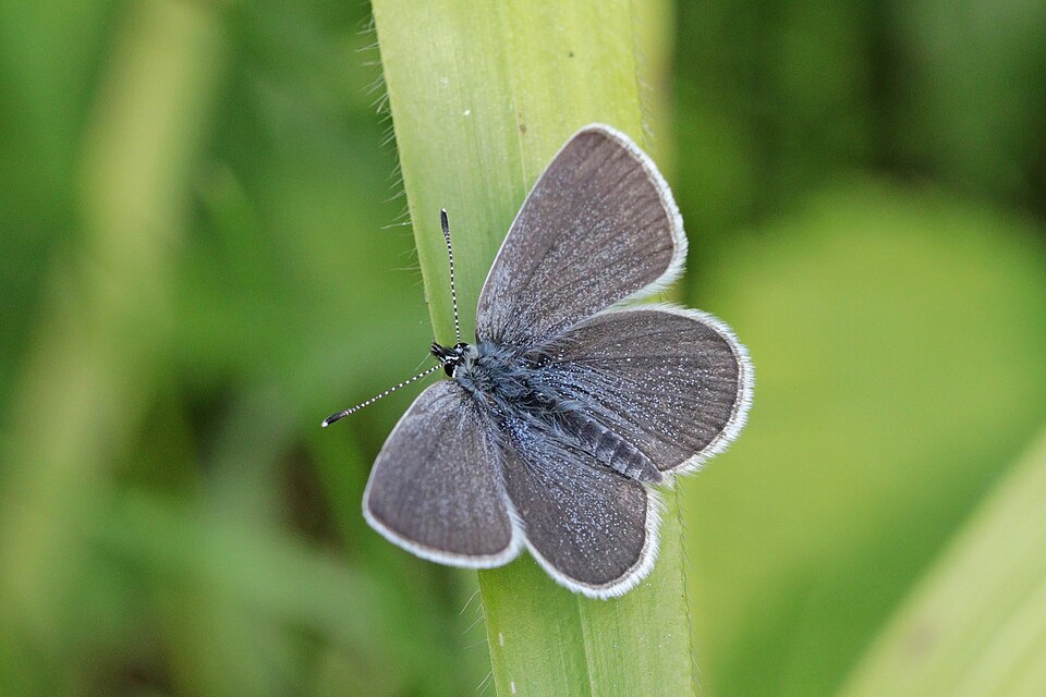 Photo of Small blue