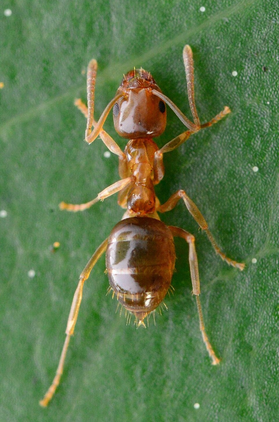 Photo of Small brown bush ant