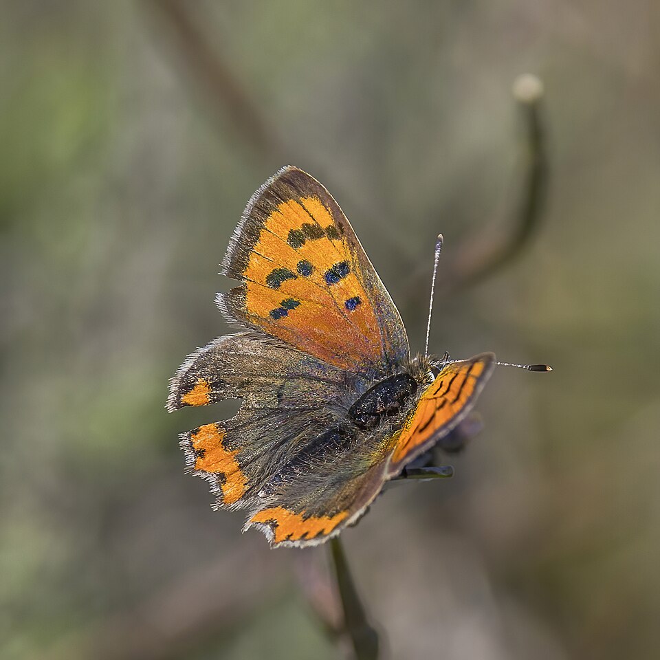 Photo of Small copper