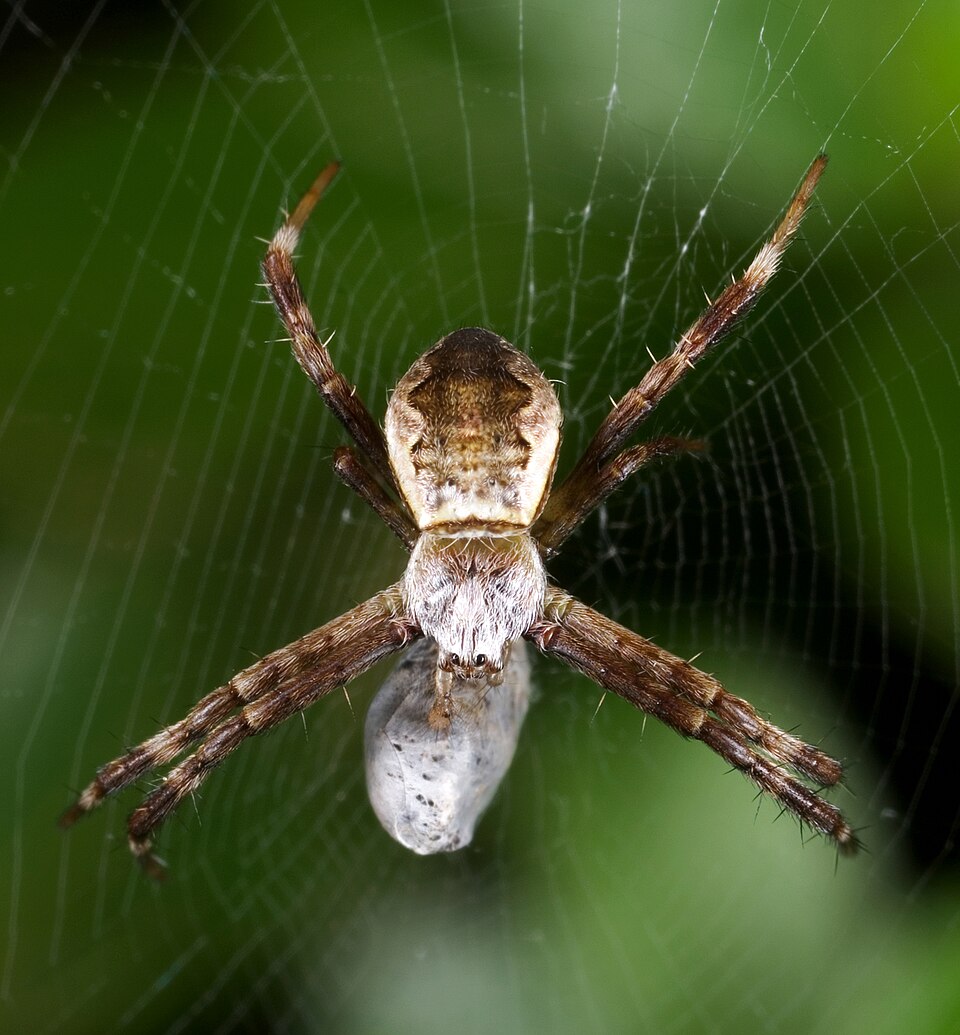 Photo of Small cross spider