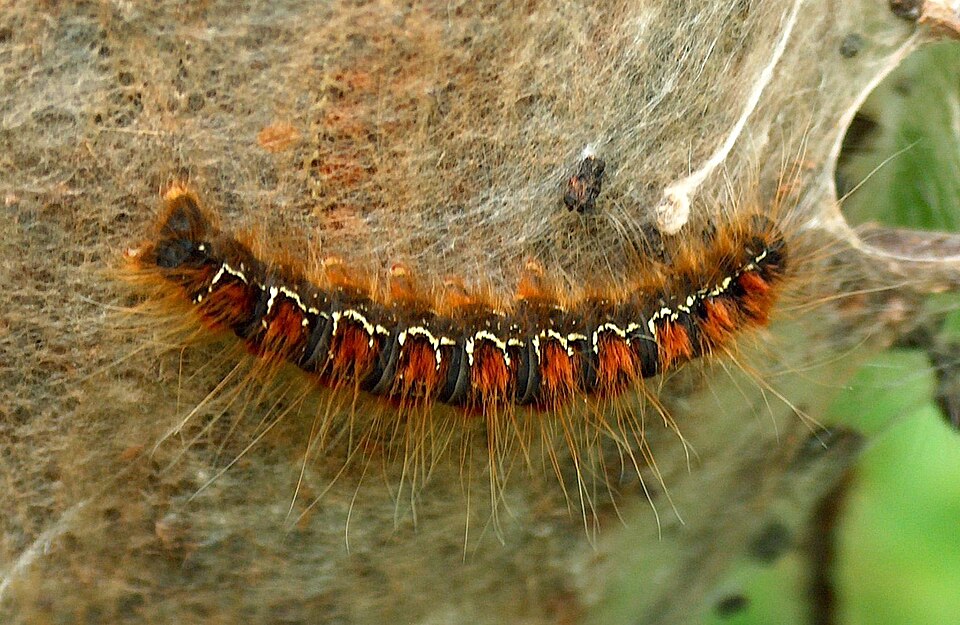 Photo of Small eggar