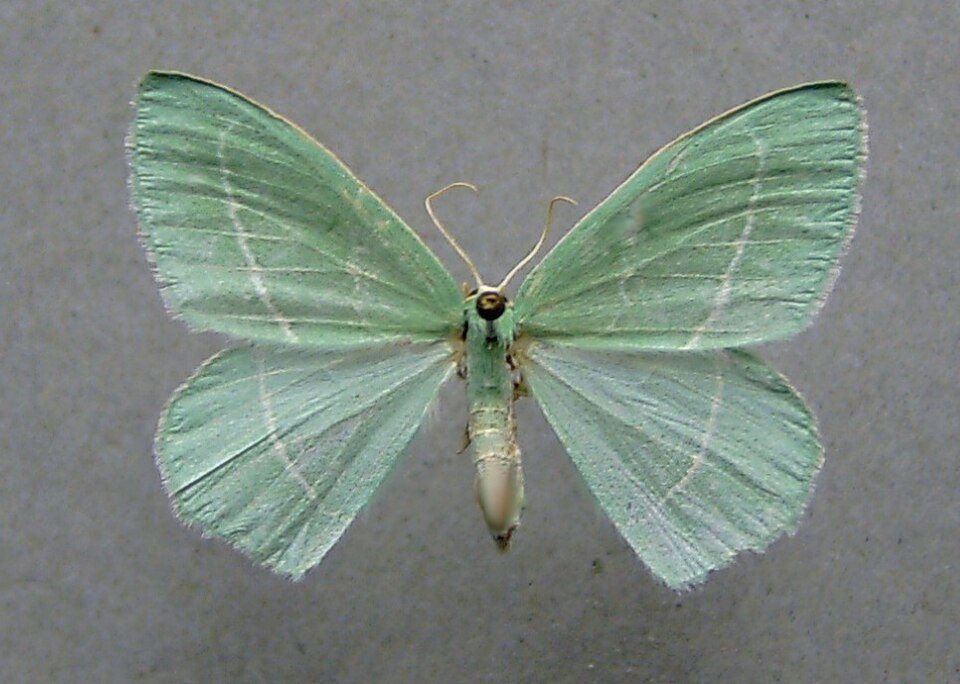 Photo of Small emerald