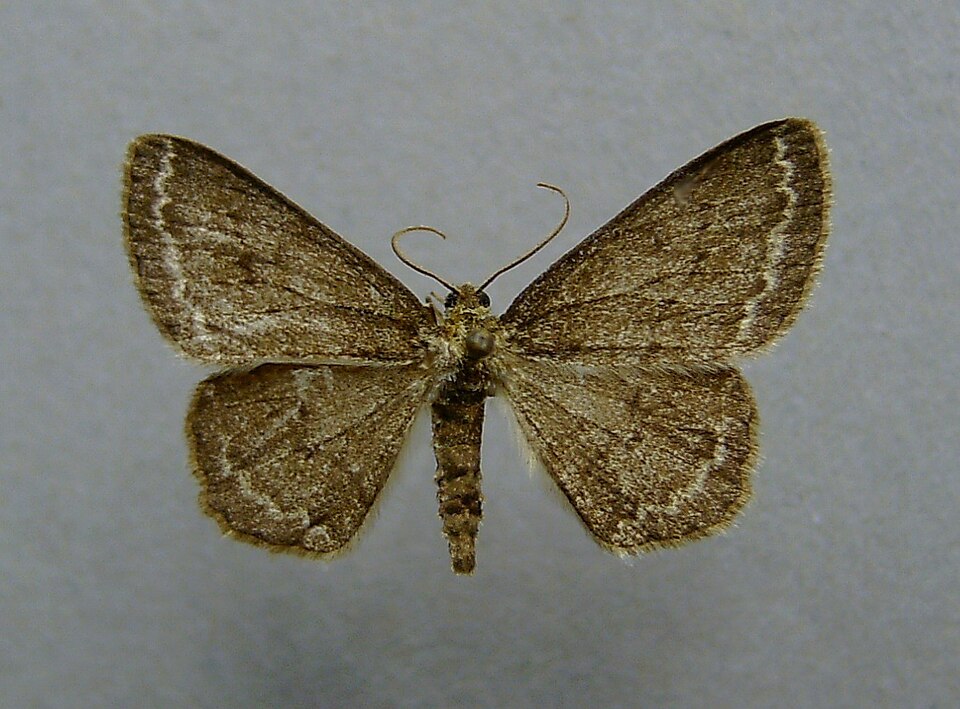 Photo of Small engrailed