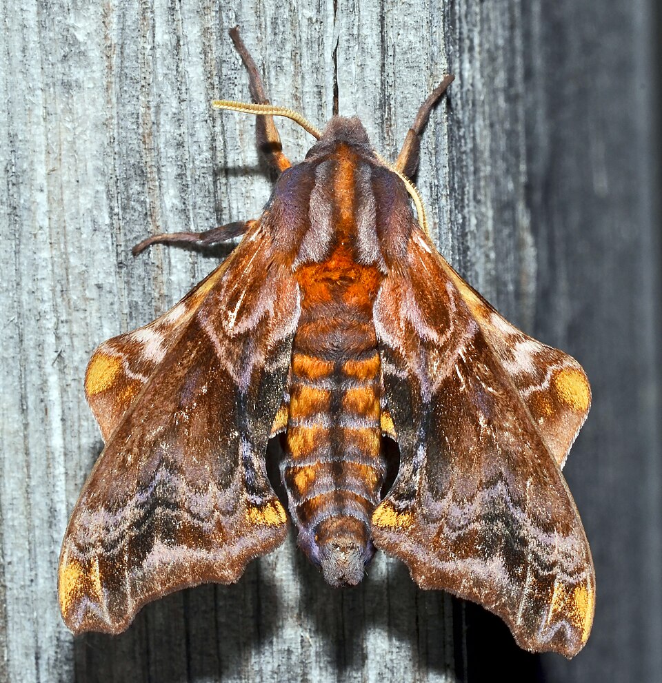 Photo of Small-eyed sphinx