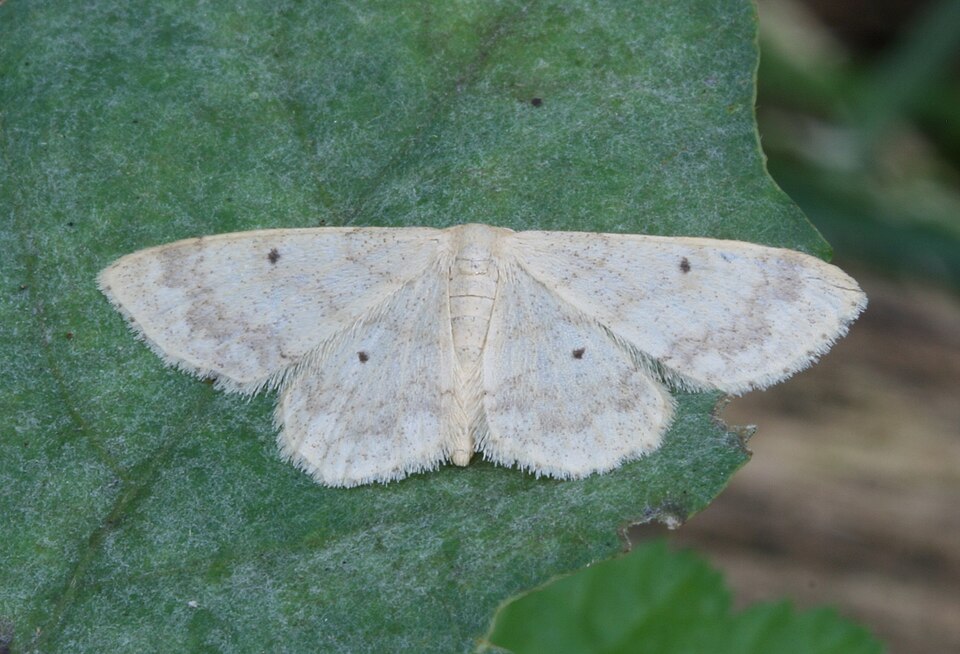 Photo of Small fan-footed wave