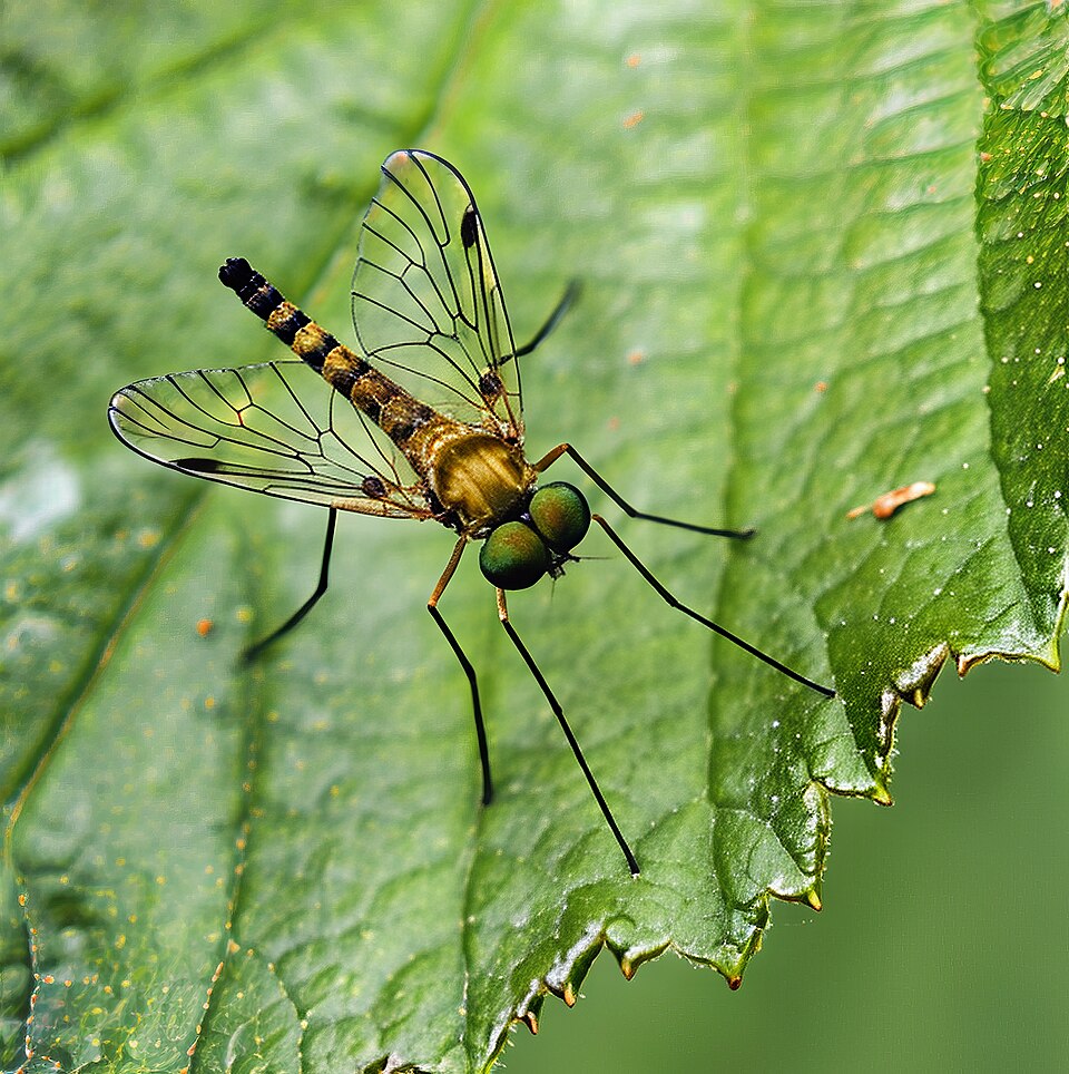 Photo of Small fleck-winged snipefly