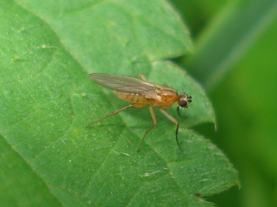 Photo of Small grass fly